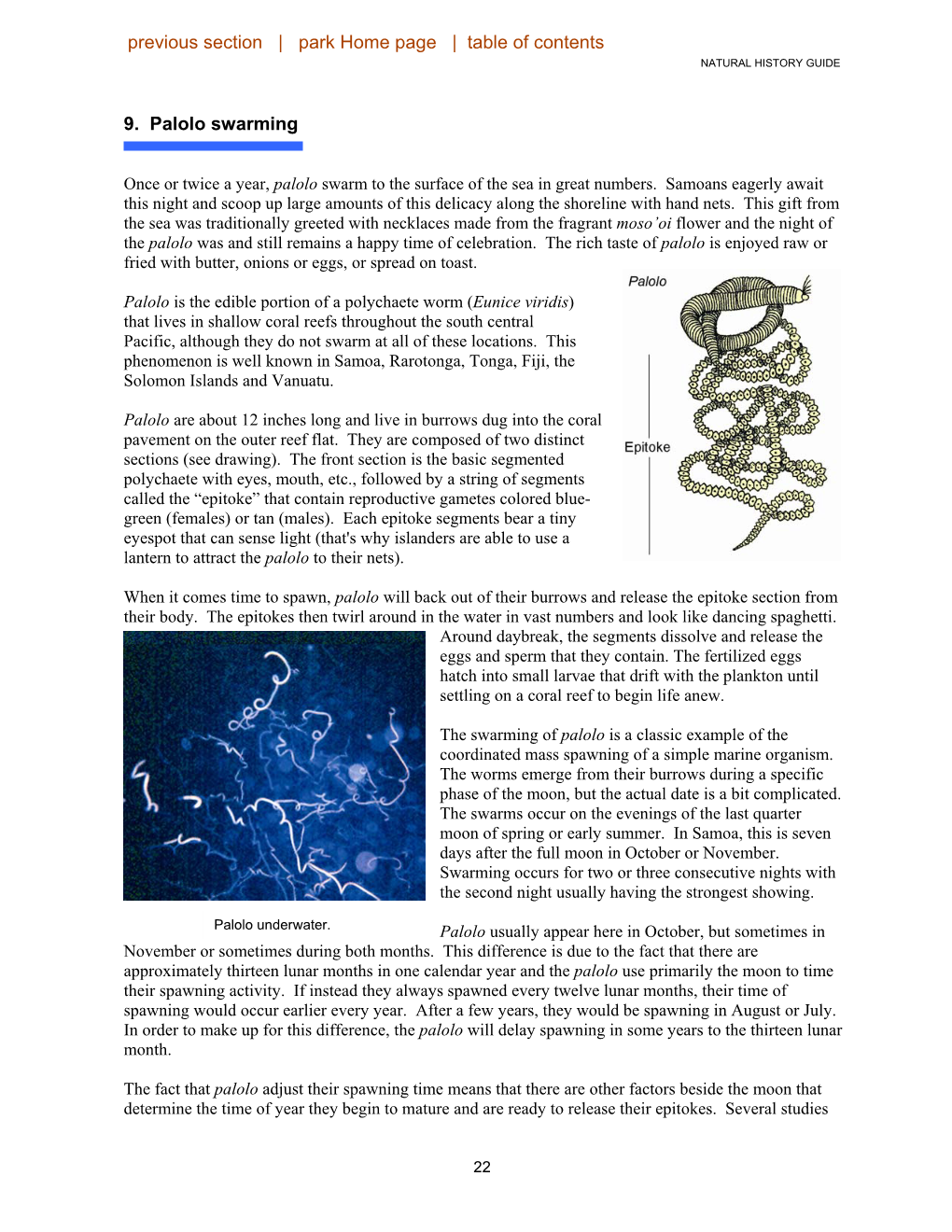 9. Palolo Swarming Previous Section | Park Home Page | Table of Contents