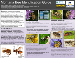 Montana Bee Identification Guide Casey M