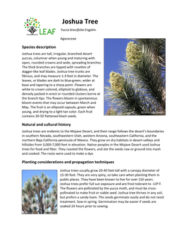 Joshua Tree Yucca Brevifolia Engelm