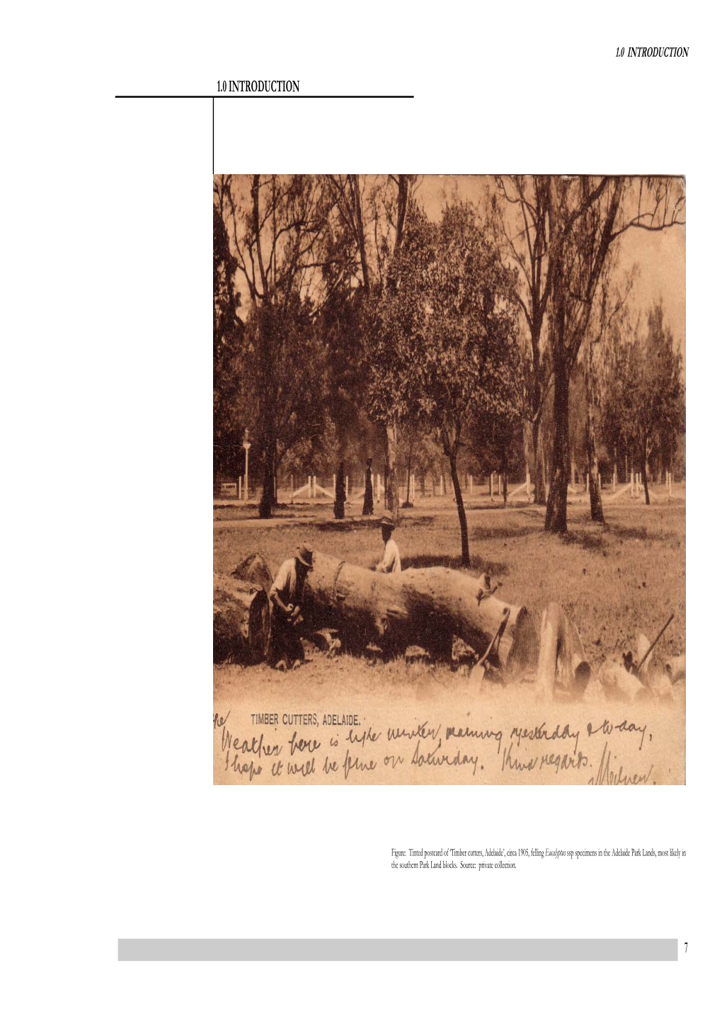 1.0 INTRODUCTION 1.0 INTRODUCTION Ssp Specimens in the Adelaide Park Lands, Most Likely in Eucalyptus the Southern Park Land Blocks