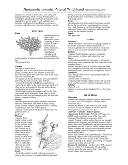 Hamamelis Vernalis -Vernal Witchhazel (Hamamelidaceae)