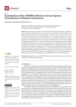 Examination of the APOBEC3 Barrier to Cross Species Transmission of Primate Lentiviruses