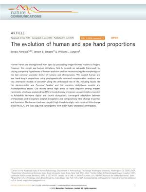 The Evolution of Human and Ape Hand Proportions