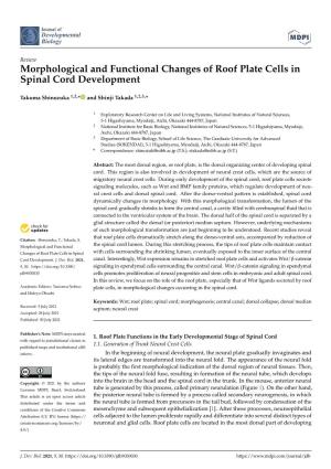 Morphological and Functional Changes of Roof Plate Cells in Spinal Cord Development