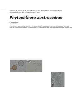 Phytophthora Austrocedrae
