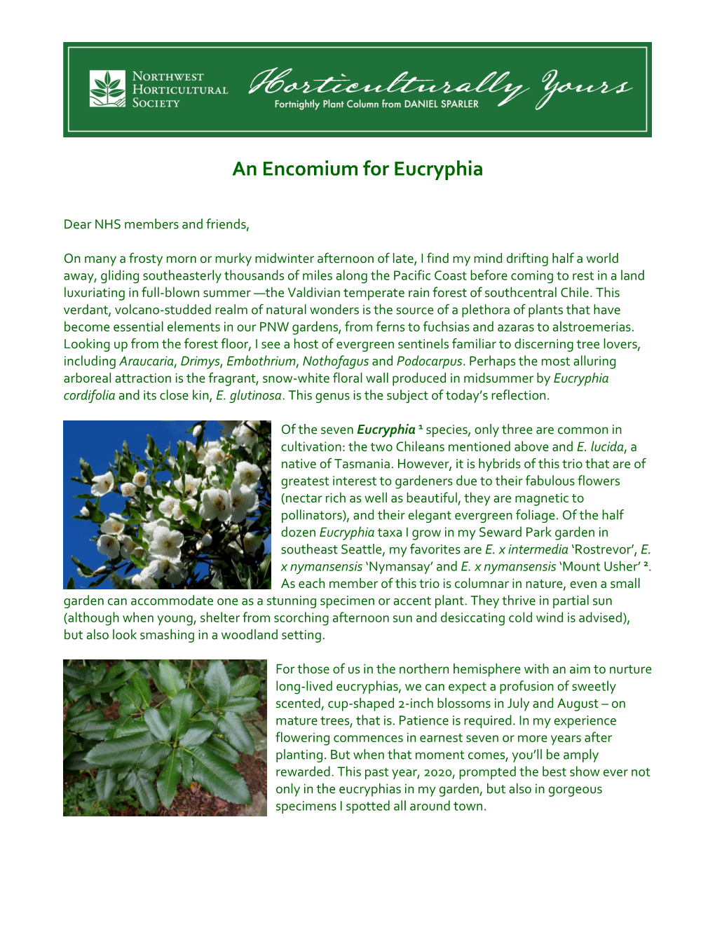 An Encomium for Eucryphia