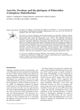 Anischia, Perothops and the Phylogeny of Elateroidea (Coleoptera: Elateriformia)