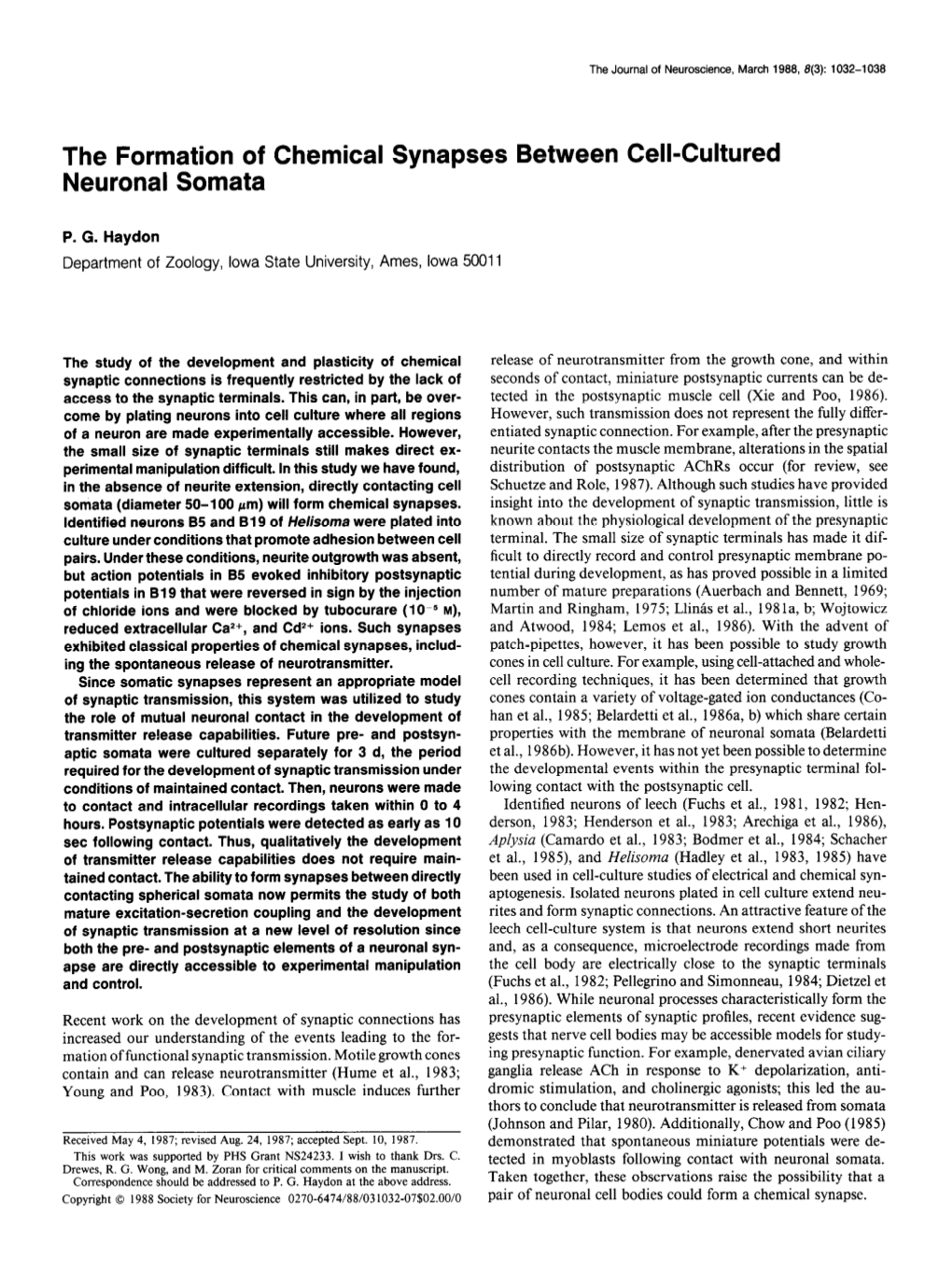 The Formation of Chemical Synapses Between Cell-Cultured Neuronal Somata