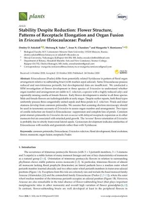 Stability Despite Reduction: Flower Structure, Patterns of Receptacle Elongation and Organ Fusion in Eriocaulon (Eriocaulaceae: Poales)