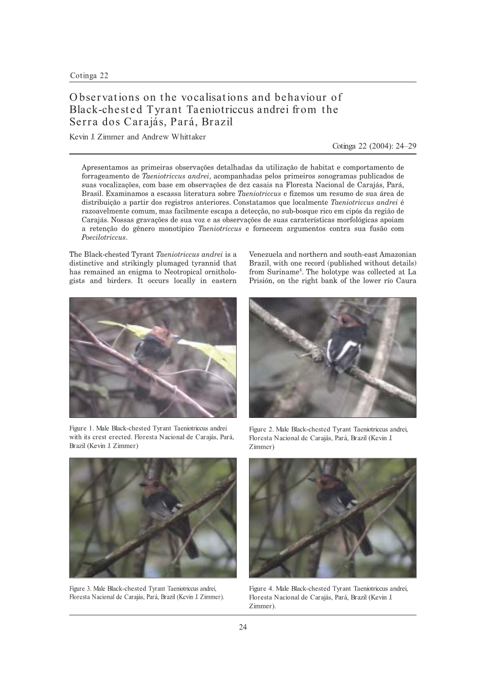 Observations on the Vocalisations and Behaviour of Black-Chested Tyrant Taeniotriccus Andrei from the Serra Dos Carajás, Pará, Brazil Kevin J