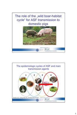 „Wild Boar-Habitat Cycle“ for ASF Transmission to Domestic Pigs