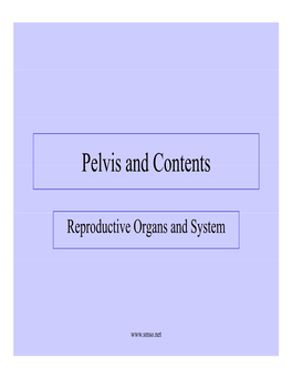 Pelvis and Contents