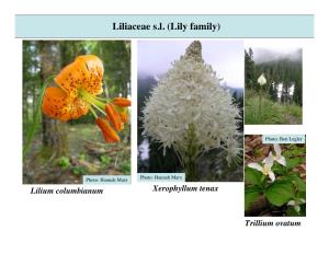 Liliaceae S.L. (Lily Family)