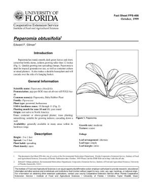 Peperomia Obtusifolia1