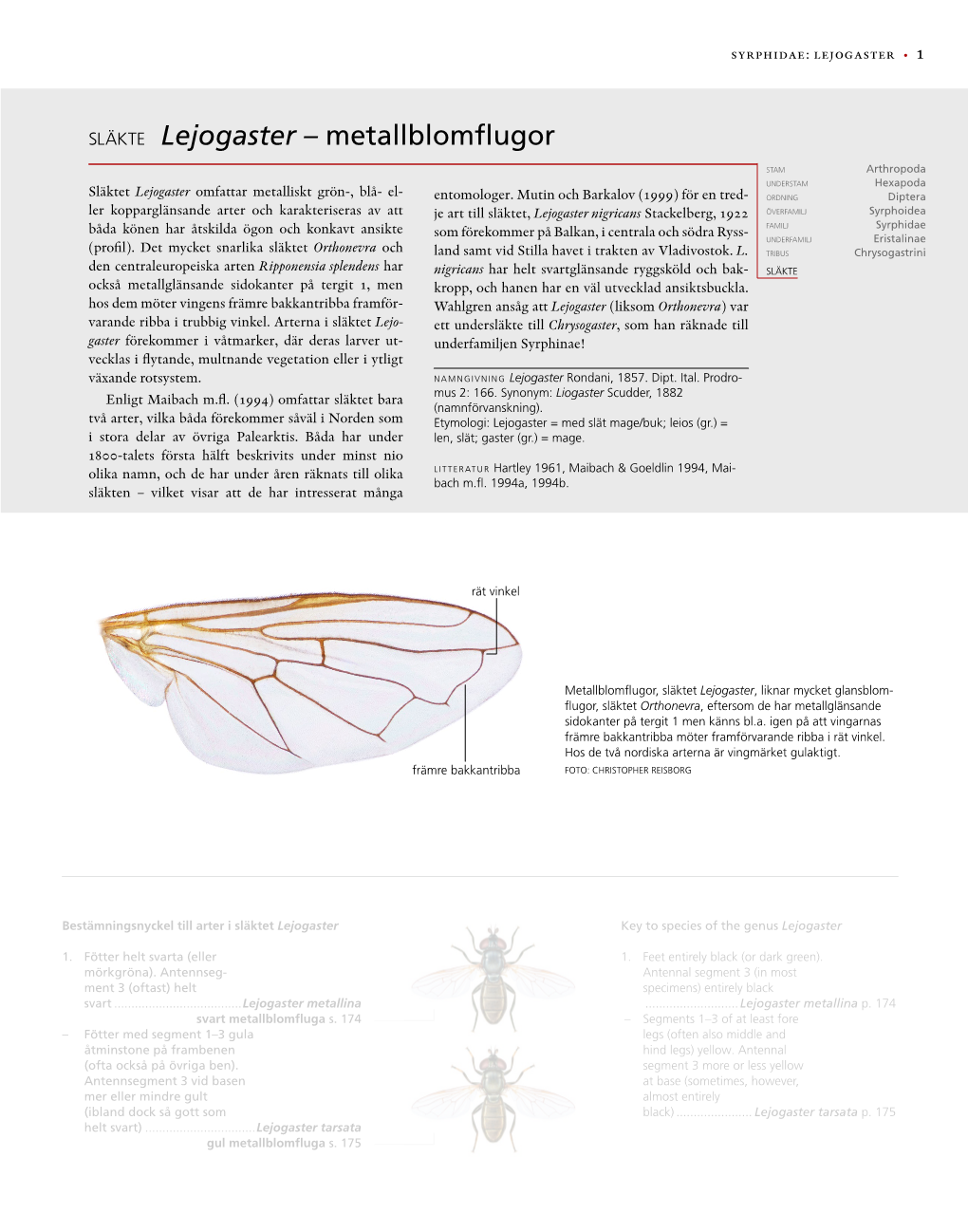 Släkte Lejogaster – Metallblomflugor