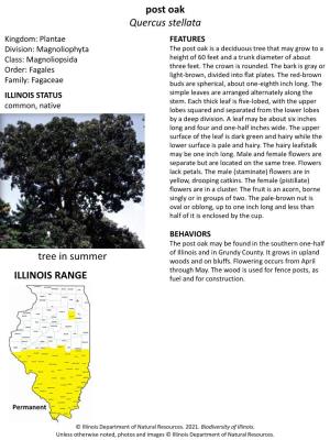 Post Oak Quercus Stellata ILLINOIS RANGE Tree in Summer