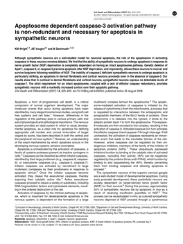 Apoptosome Dependent Caspase-3 Activation Pathway Is Non-Redundant and Necessary for Apoptosis in Sympathetic Neurons