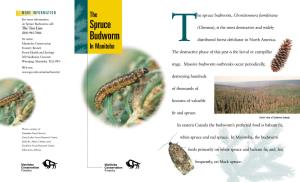 The Spruce Budworm, Choristoneura Fumiferana
