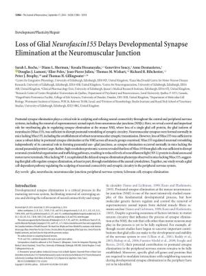 Loss of Glialneurofascin155delays Developmental Synapse