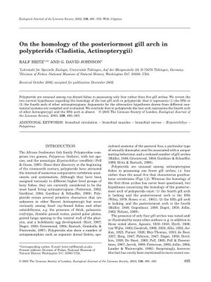 On the Homology of the Posteriormost Gill Arch in Polypterids (Cladistia, Actinopterygii)