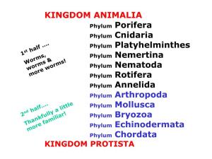 KINGDOM ANIMALIA Phylum Porifera Phylum Cnidaria