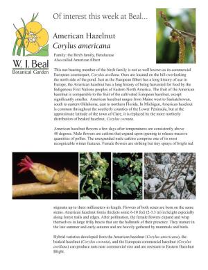 Corylus Americana, American Hazelnut