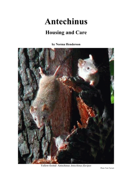Antechinus Housing and Care