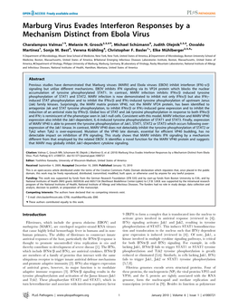 Marburg Virus Evades Interferon Responses by a Mechanism Distinct from Ebola Virus