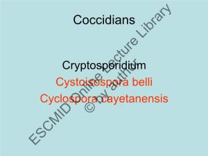 Cryptosporidium Cystoisospora Belli Cyclospora Cayetanensis © by Author