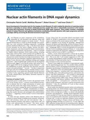 Nuclear Actin Filaments in DNA Repair Dynamics