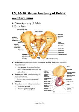 L3, 16-18 Gross Anatomy of Pelvis and Perineum A