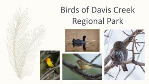 Birds of Davis Creek Regional Park Western Tanager (Piranga Ludoviciana)