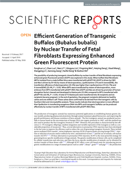 Efficient Generation of Transgenic Buffalos (Bubalus Bubalis)