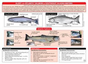Atlantic Salmon Alert