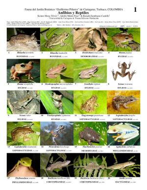 Anfibios Y Reptiles 1 Keiner Meza-Tilvez1,2, Adolfo Mulet-Paso1,2 & Ronald Zambrano-Cantillo1 1Universidad De Cartagena & 2Fauna Silvestre Fundación