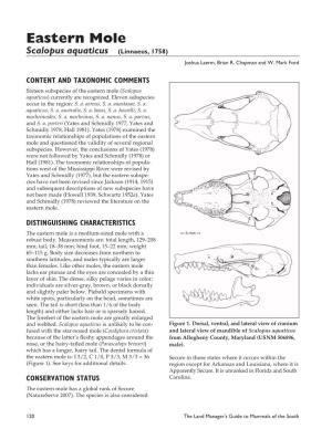 Eastern Mole, Scalopus Aquaticus