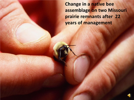 Change in a Native Bee Assemblage on Two Missouri Prairie Remnants After 22 Years of Management