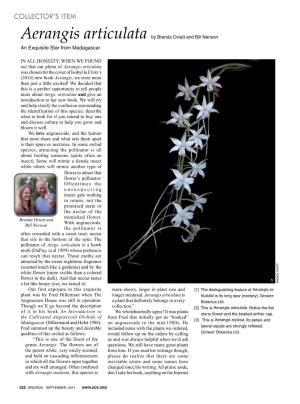Aerangis Articulata by Brenda Oviatt and Bill Nerison an Exquisite Star from Madagascar