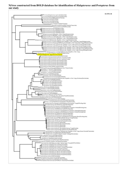 NJ Tree Constructed from BOLD Database for Identification of Malapterurus and Protopterus from Our Study