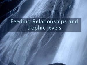 Feeding Relationships and Trophic Levels All Life Needs a Source of Energy