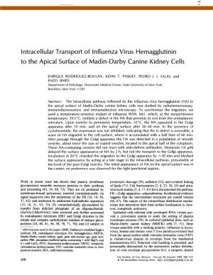 Intracellular Transport of Influenza Virus Hemagglutinin to the Apical Surface of Madin-Darby Canine Kidney Cells