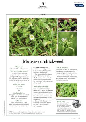 Mouse-Ear Chickweed