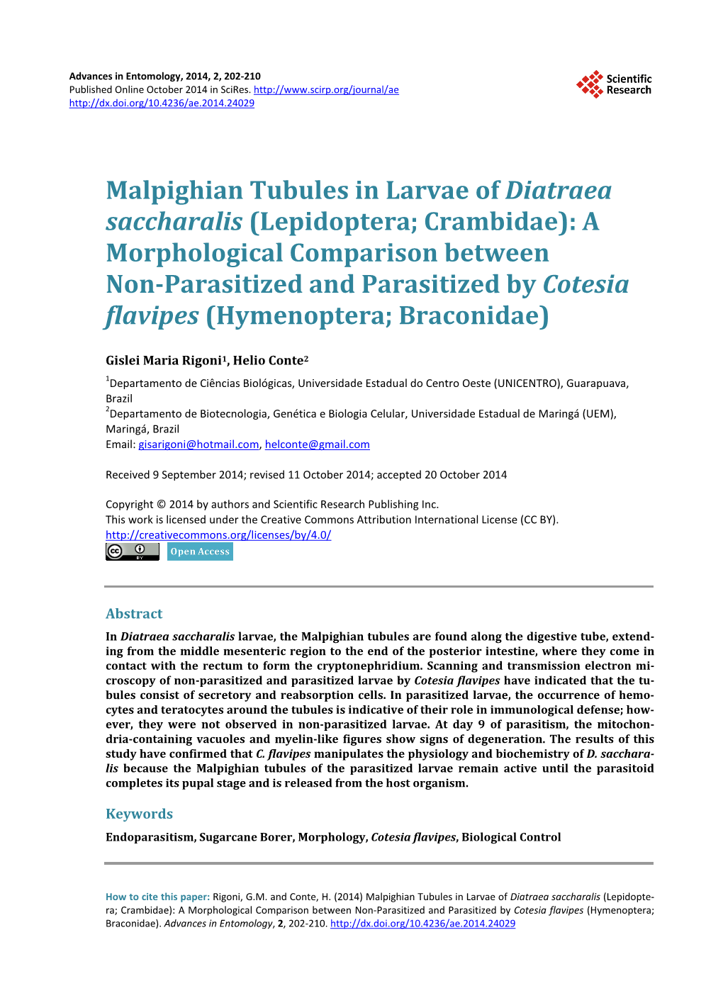 Malpighian Tubules in Larvae of Diatraea Saccharalis (Lepidoptera