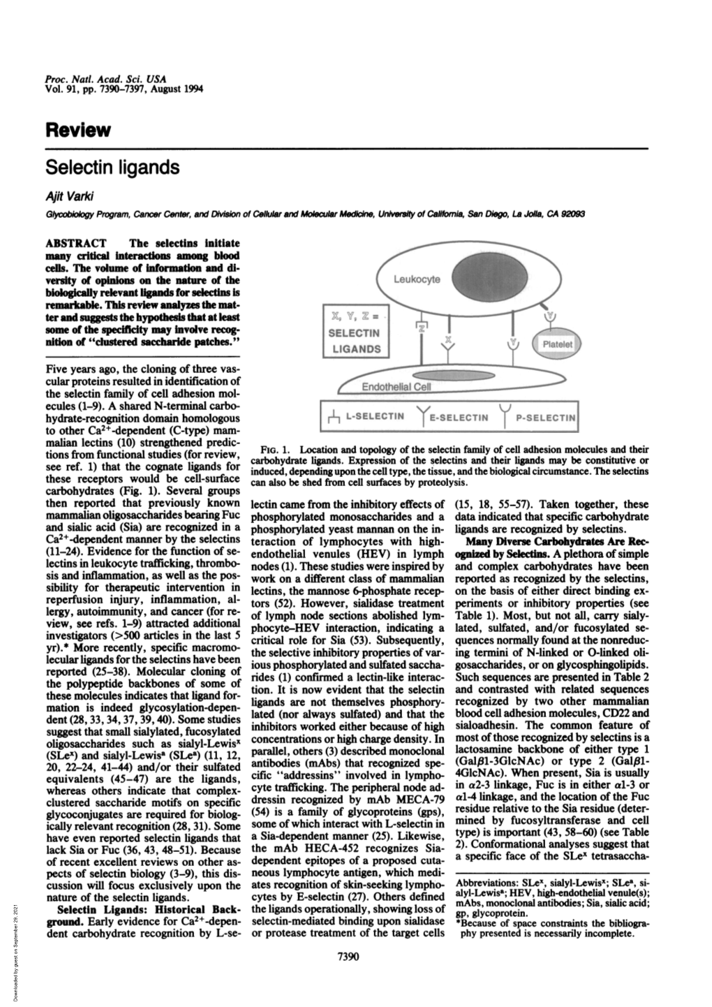 Review Selectin Ligands