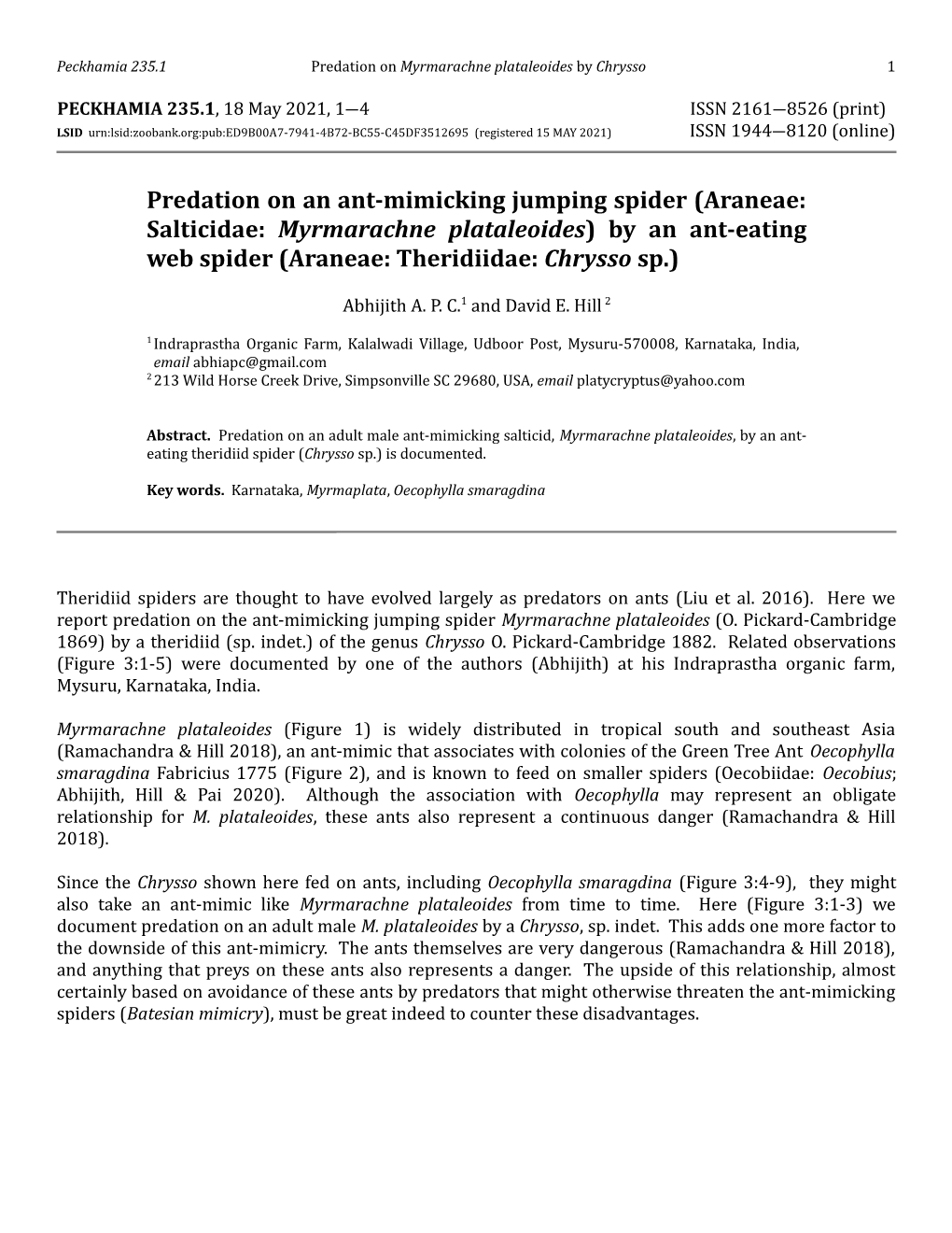 Predation on an Ant-Mimicking Jumping Spider (Araneae: Salticidae: Myrmarachne Plataleoides) by an Ant-Eating Web Spider (Araneae: Theridiidae: Chrysso Sp.)