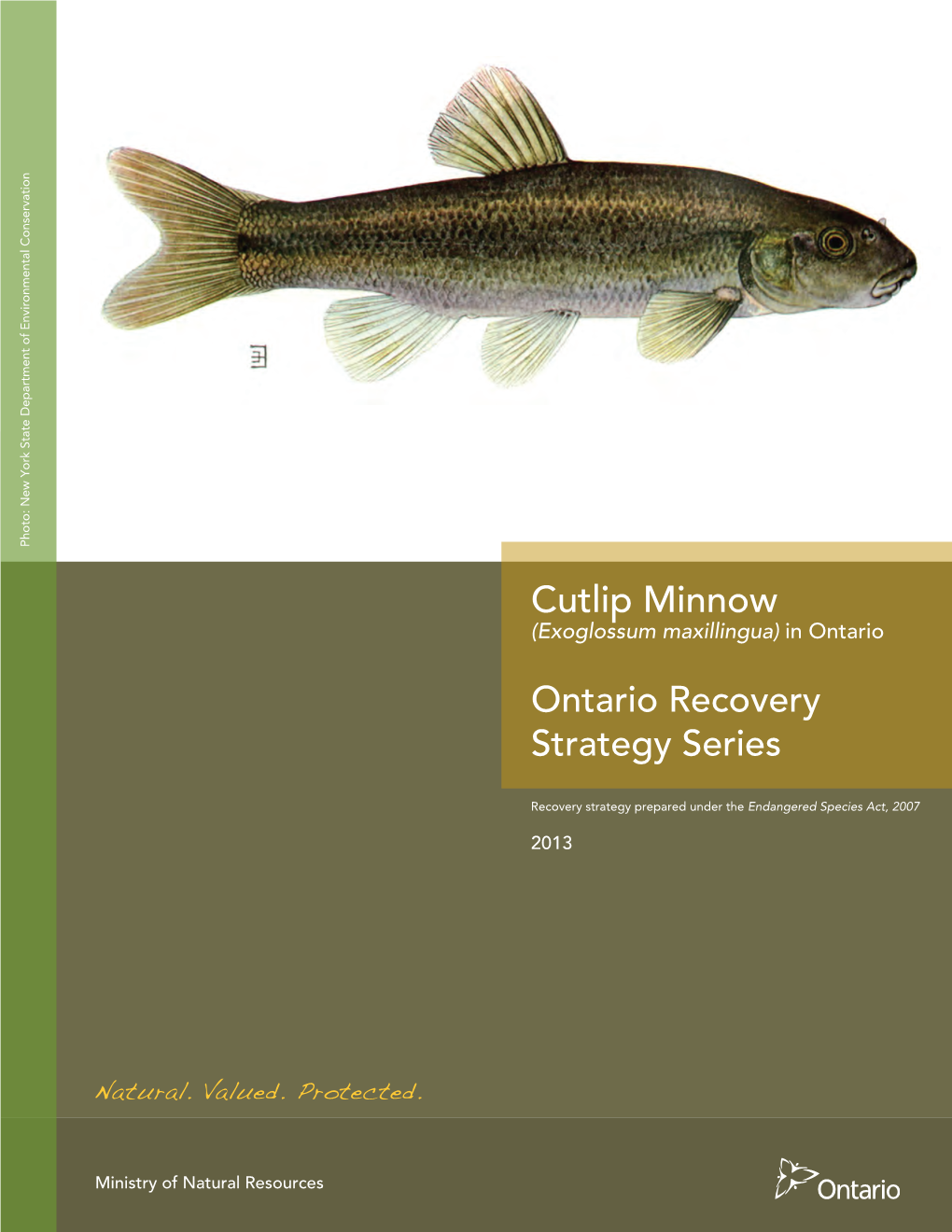 Recovery Strategy for the Cutlip Minnow (Exoglossum Maxillingua) in Ontario