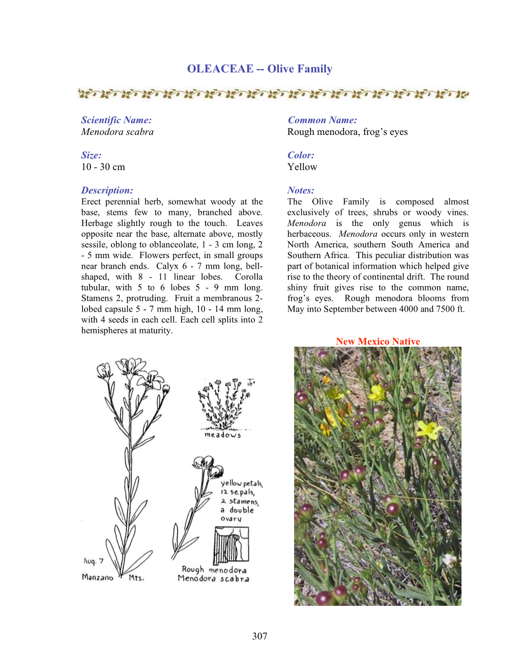 OLEACEAE -- Olive Family