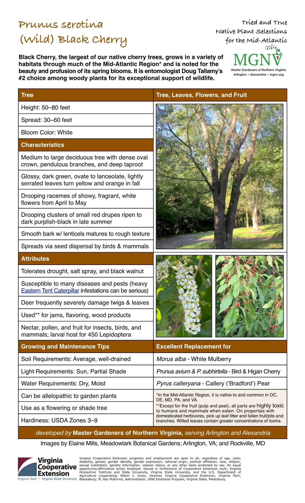 Prunus Serotina ([Wild] Black Cherry)