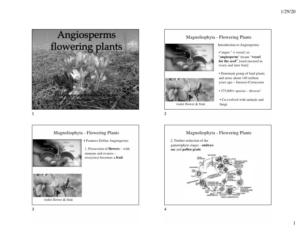 Angiosperms Flowering Plants