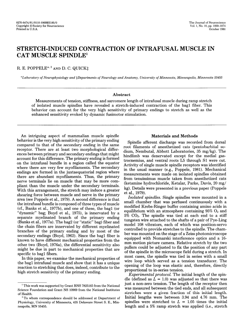 Stretch-Induced Contraction of Intrafusal Muscle in Cat Muscle Spindle1